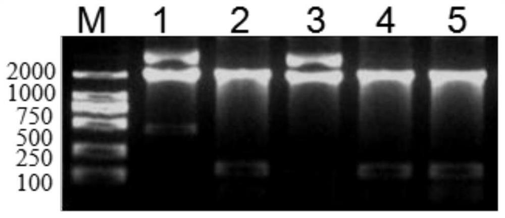 A method for constructing recombinant adenovirus using anp or iganp gene, recombinant adenovirus and application