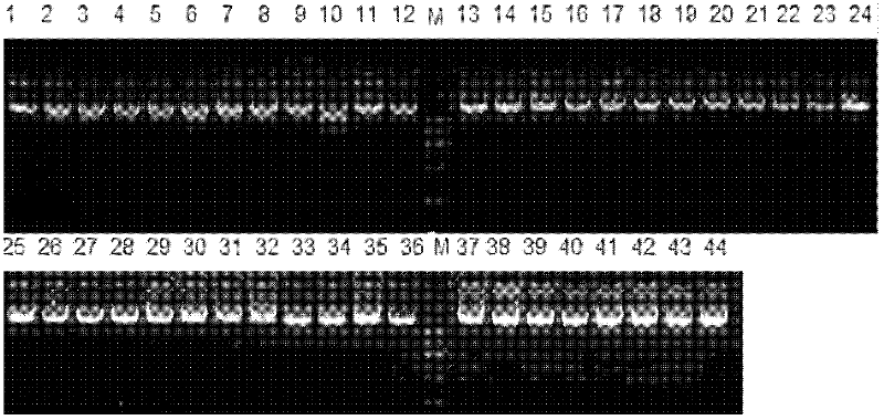 A method for extracting genomic dna from bull frozen semen