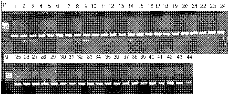 A method for extracting genomic dna from bull frozen semen