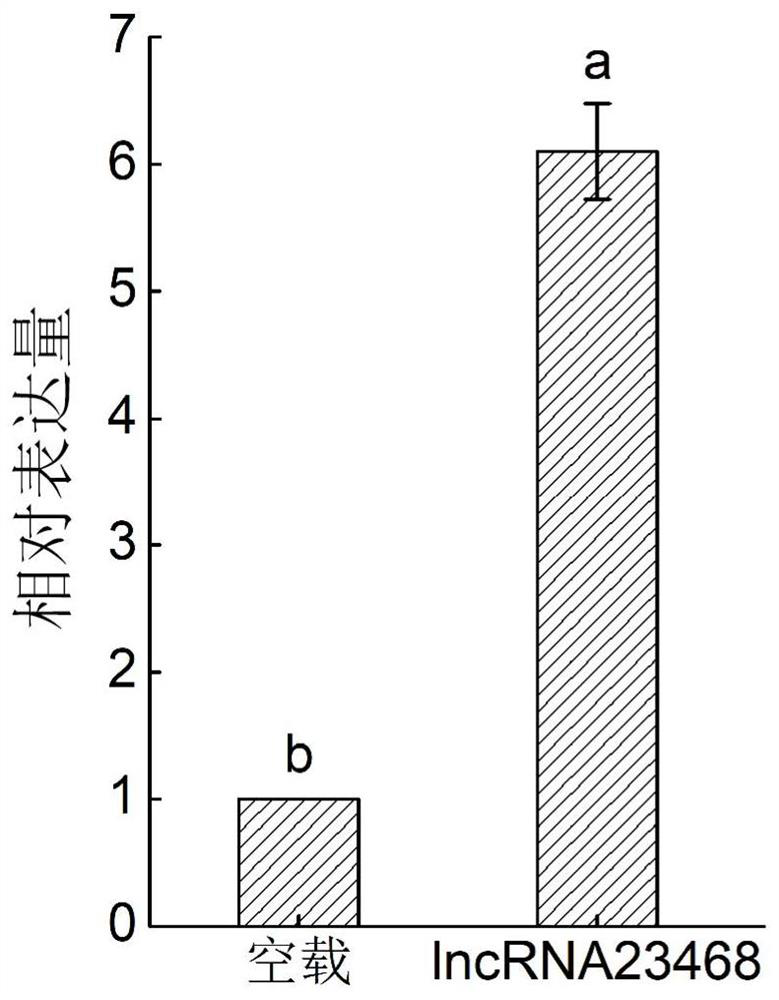 Tomato long non-coding RNA-lncrna23468 and its cloning method and application method