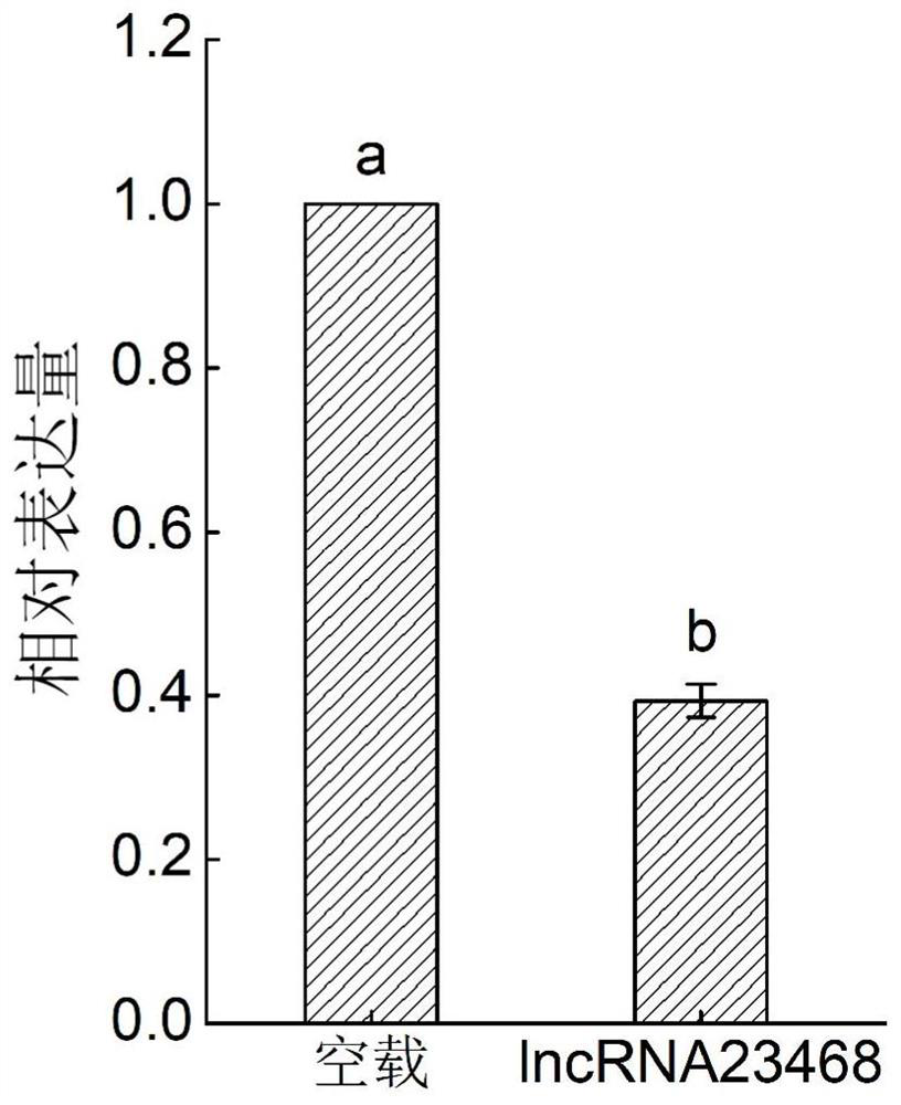 Tomato long non-coding RNA-lncrna23468 and its cloning method and application method