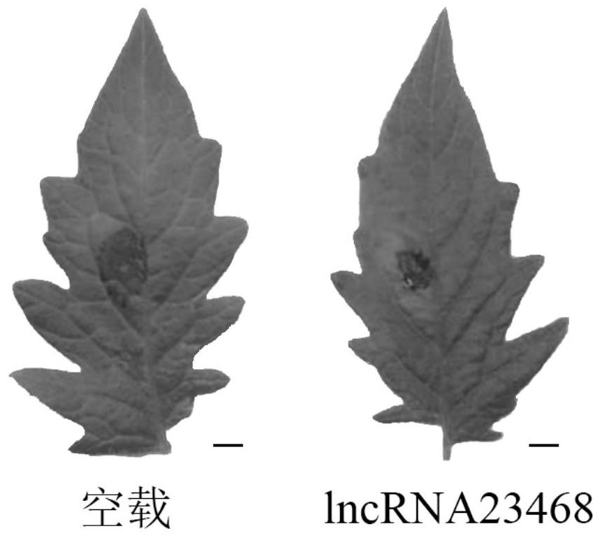 Tomato long non-coding RNA-lncrna23468 and its cloning method and application method