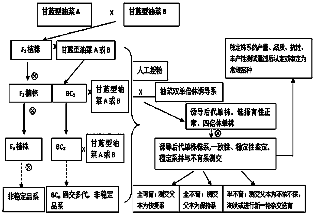 Method for Breeding Brassica napus Varieties and Rapeseed Rapeseed Double Haploid Inducer Lines