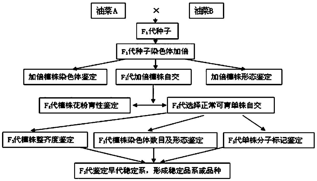 Method for Breeding Brassica napus Varieties and Rapeseed Rapeseed Double Haploid Inducer Lines