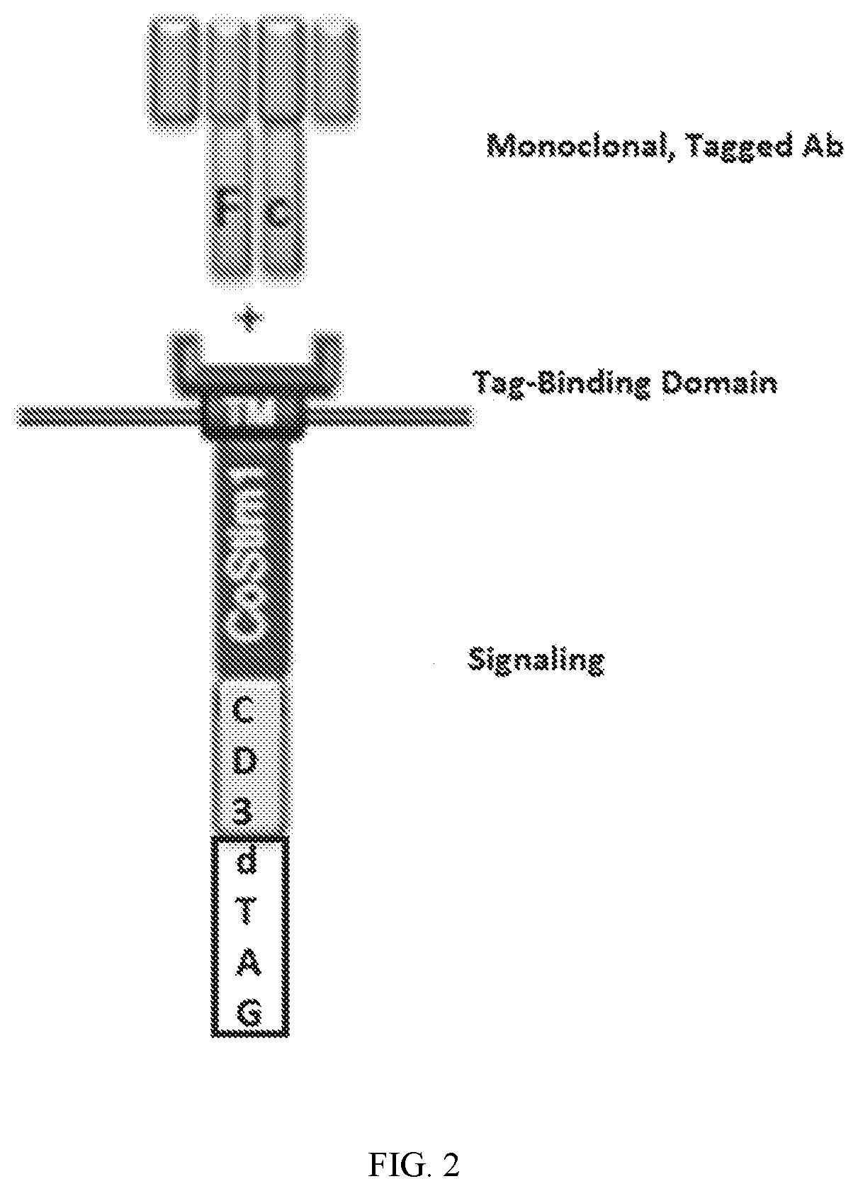 Regulating chimeric antigen receptors