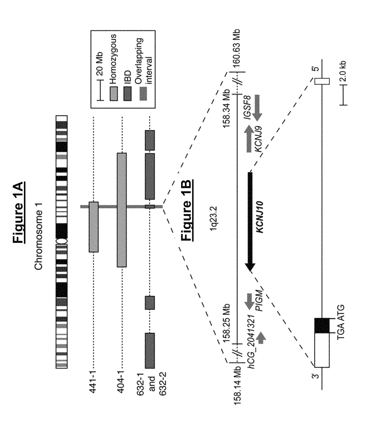 Loss of function mutations in KCNJ10 cause SeSAME, a human syndrome with sensory, neurological, and renal deficits