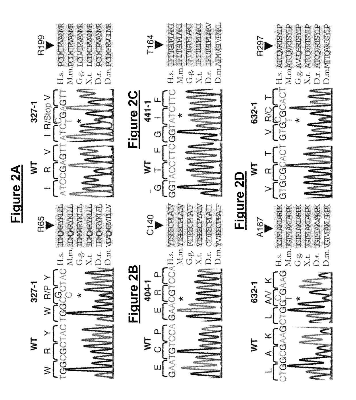 Loss of function mutations in KCNJ10 cause SeSAME, a human syndrome with sensory, neurological, and renal deficits