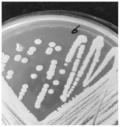 A kind of bacillus megaterium qbjp-f6 and its application