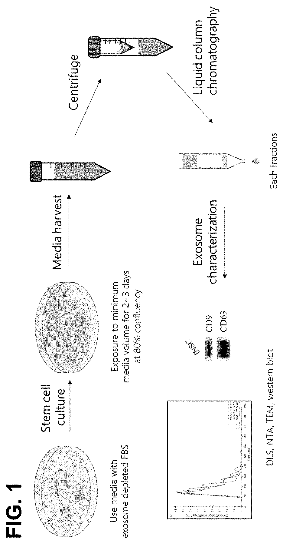 Pharmaceutical composition for treatment of atopy containing exosomes derived from neural stem cells