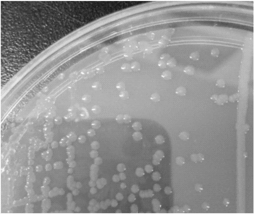 Burkholderia GYP1 and application thereof in degrading brominated flame retardant