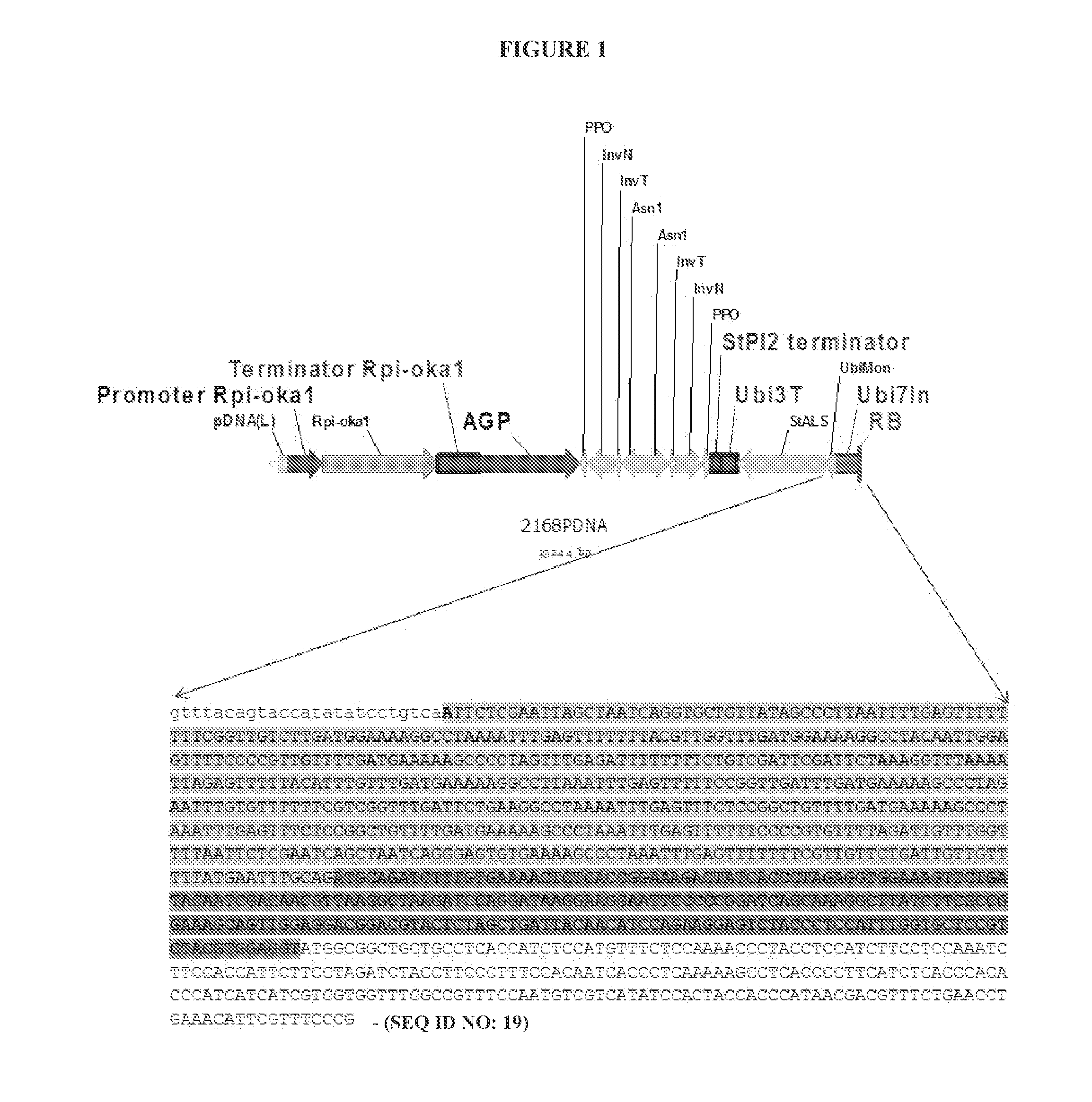 Tal-mediated transfer DNA insertion