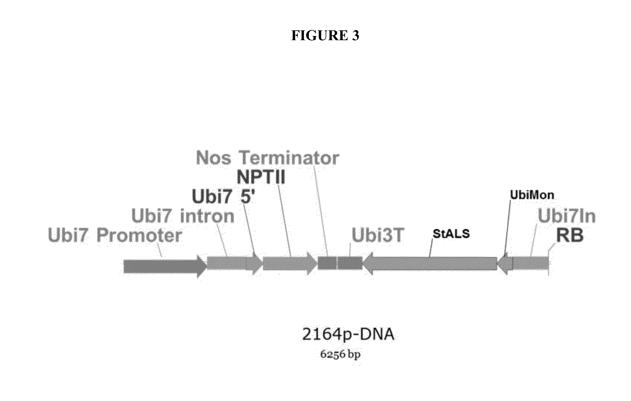 Tal-mediated transfer DNA insertion