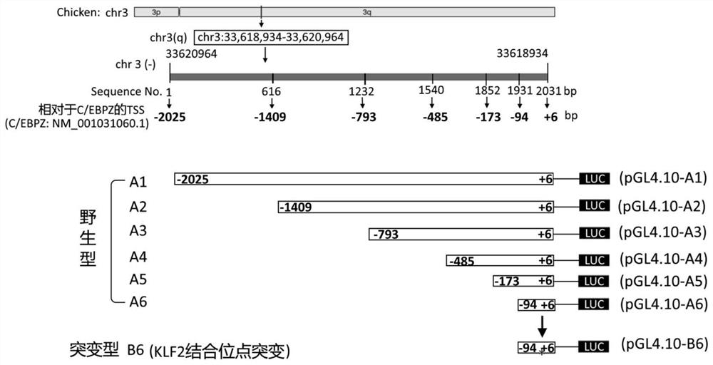 C/EBPZ gene promoter and application thereof