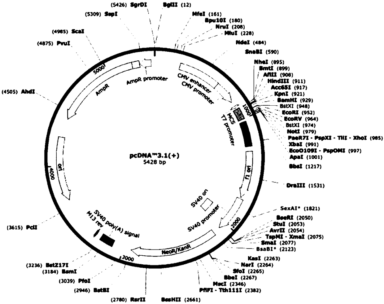 Application of PD-L1 (Programmed Death-Ligand 1) spliceosome c as target for predicting tumor prognosis