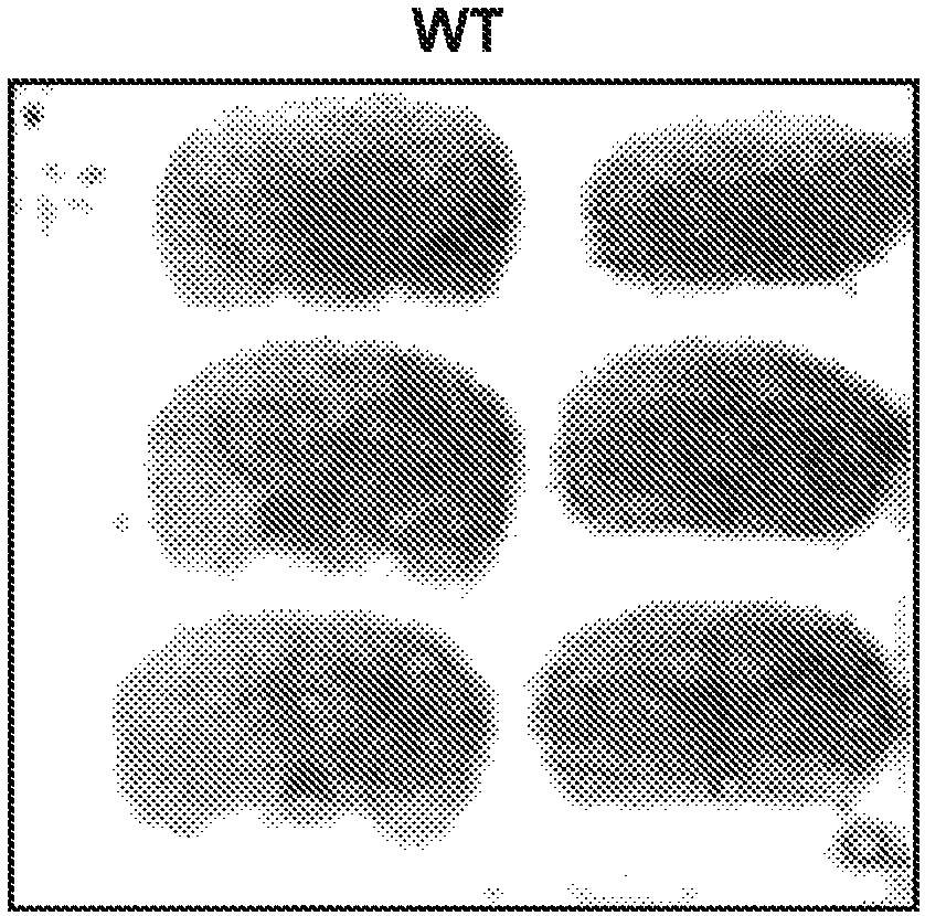 Probes for imaging huntingtin protein