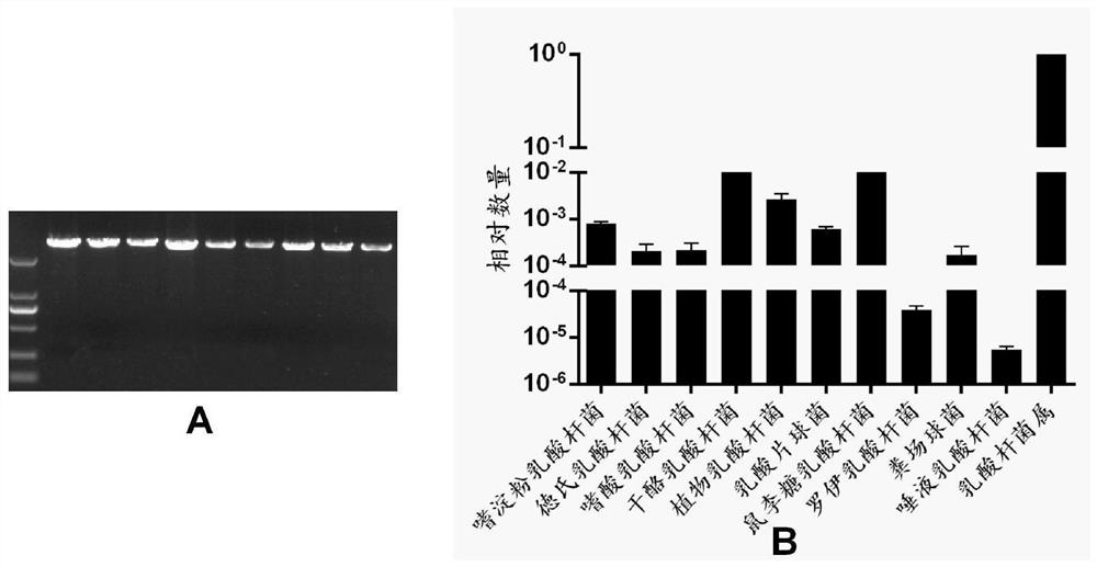 Three kinds of lactic acid bacteria or their combination and their application in the preparation of silage