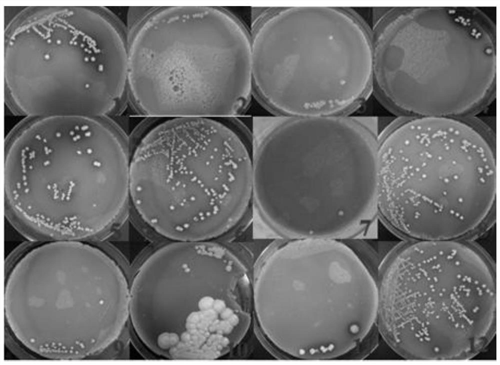 Three kinds of lactic acid bacteria or their combination and their application in the preparation of silage