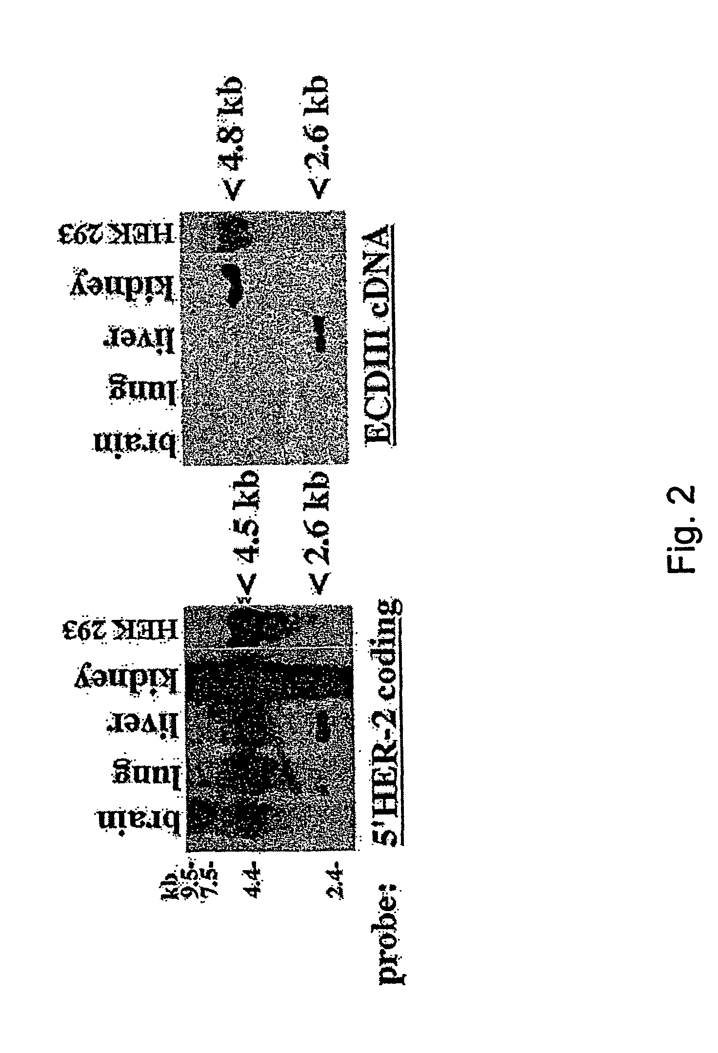 Compositions and methods for treating cancer by modulating HER-2 and EGF receptors