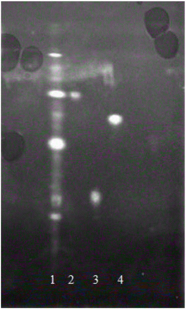 A thin-layer chromatographic analysis method for detecting flavonoids in Polygonum viburnum