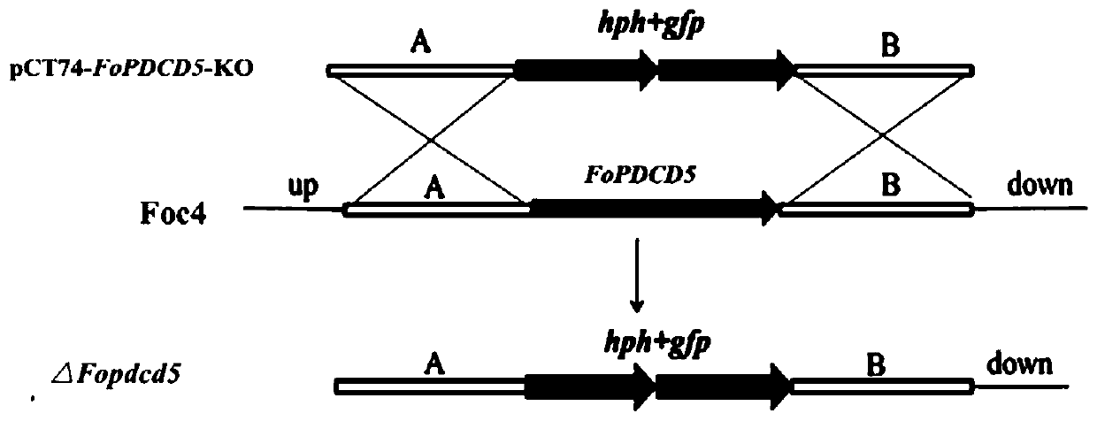 Application of gene FoPDCD5 (Program Cell Death Protein 5) to regulation of pathogenicity of fusarium oxysporum