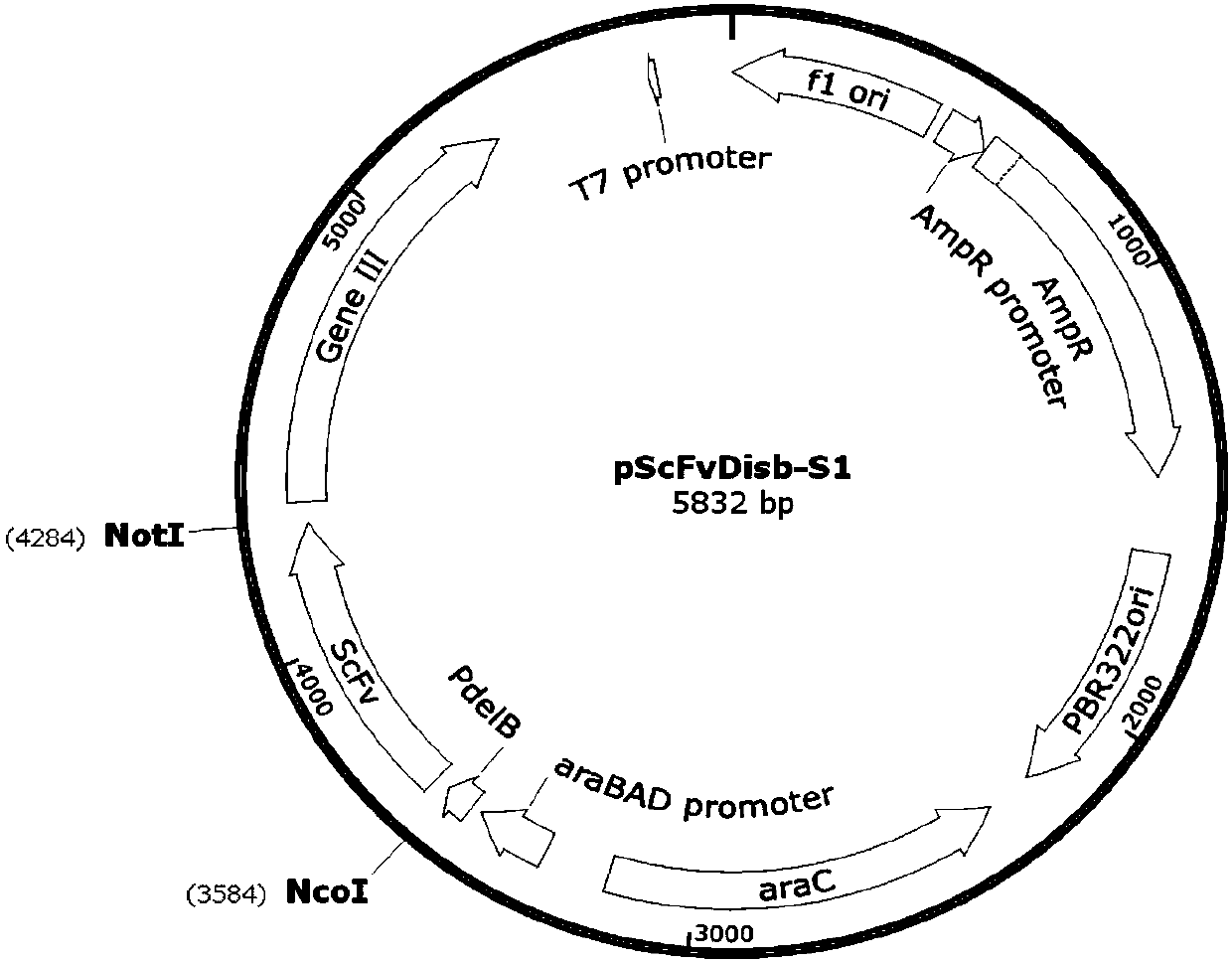 PCSK9 (Proprotein Convertase Subtilisin Kexin Type 9) resistant monoclonal antibody