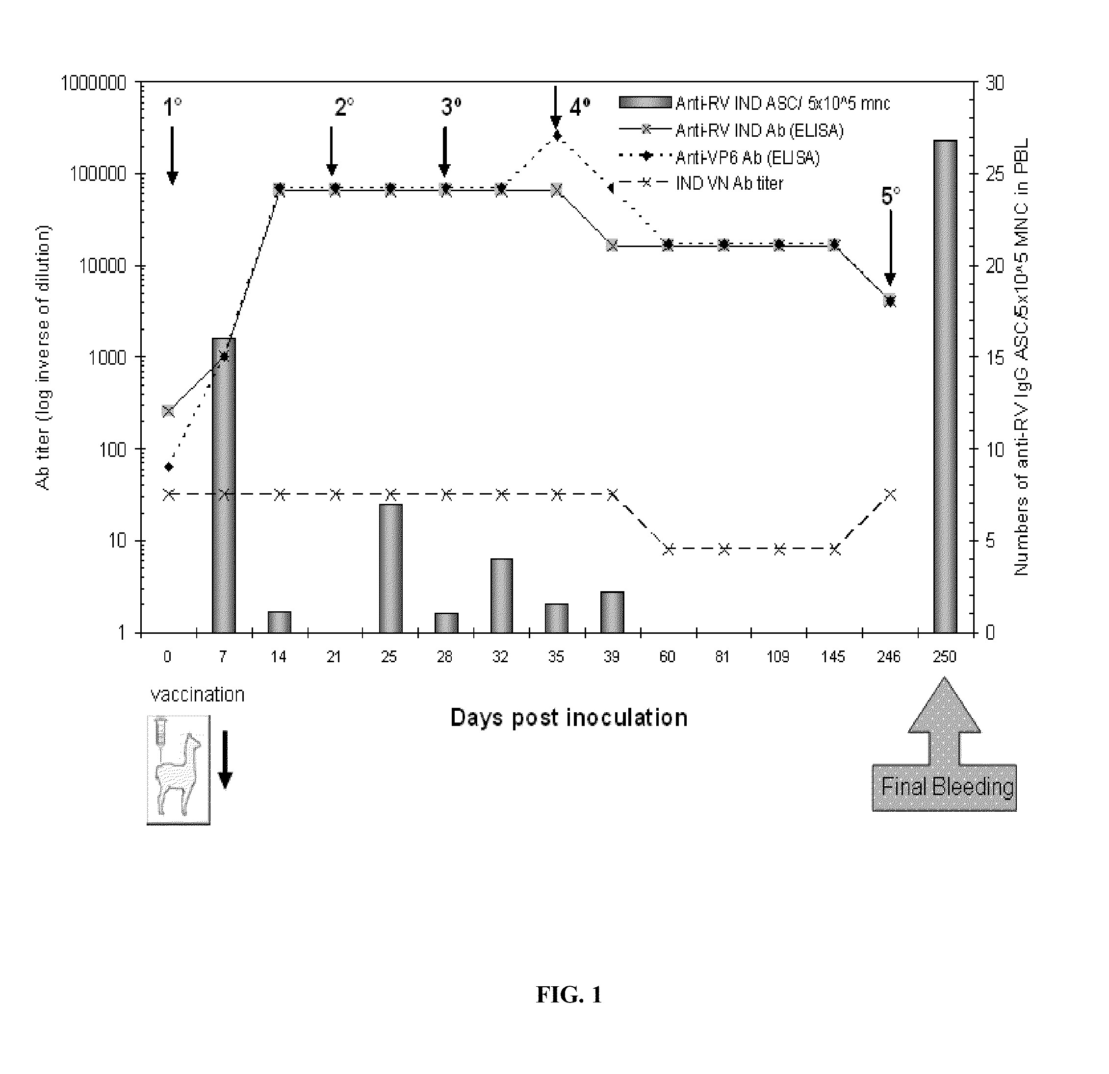 Monomeric vhh domain derived from Anti-vp6 camelid antibodies, dimeric domain, immunisation method, rotavirus detection method, composition, prevention and treatment methods for rotavirus infections