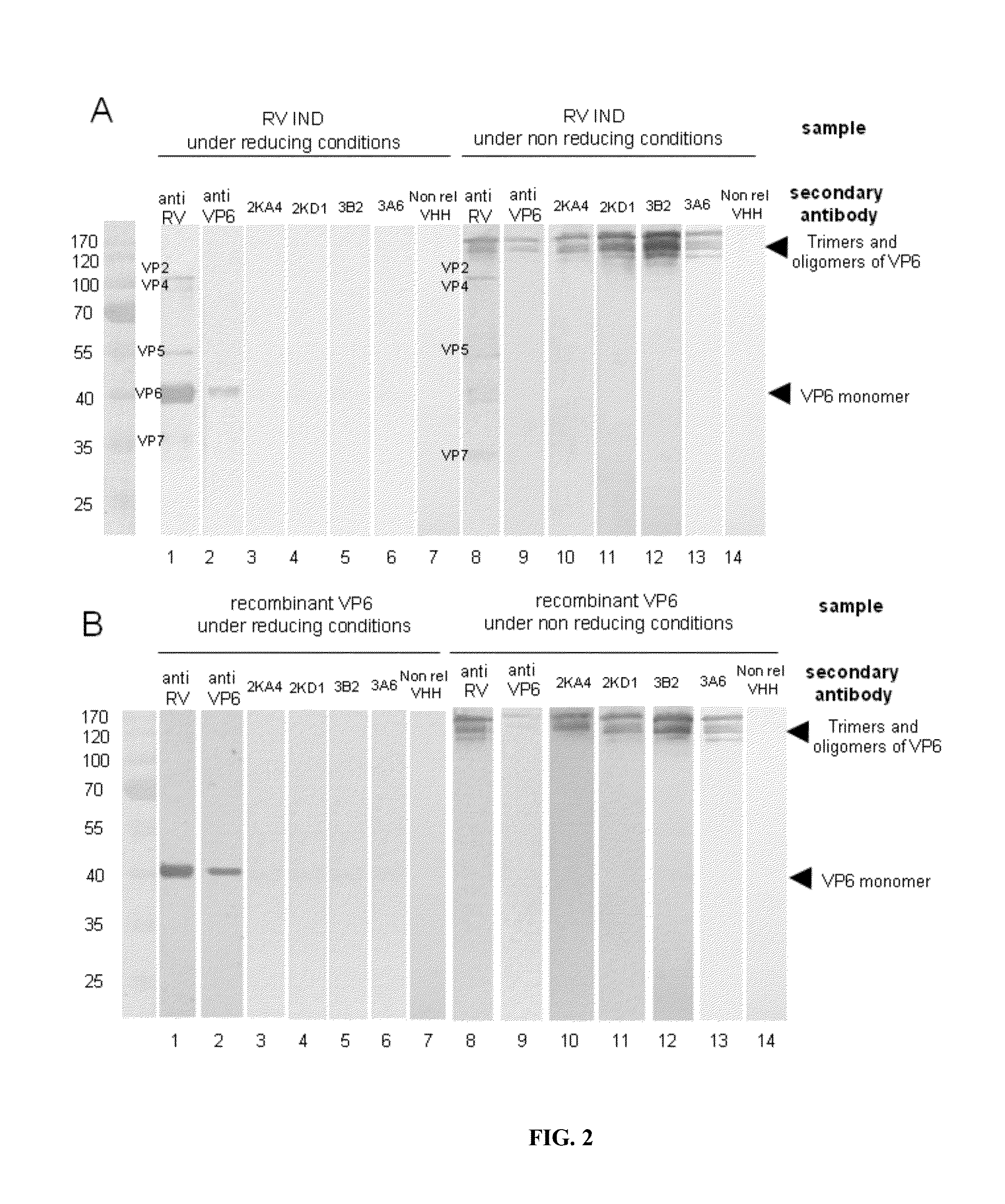 Monomeric vhh domain derived from Anti-vp6 camelid antibodies, dimeric domain, immunisation method, rotavirus detection method, composition, prevention and treatment methods for rotavirus infections