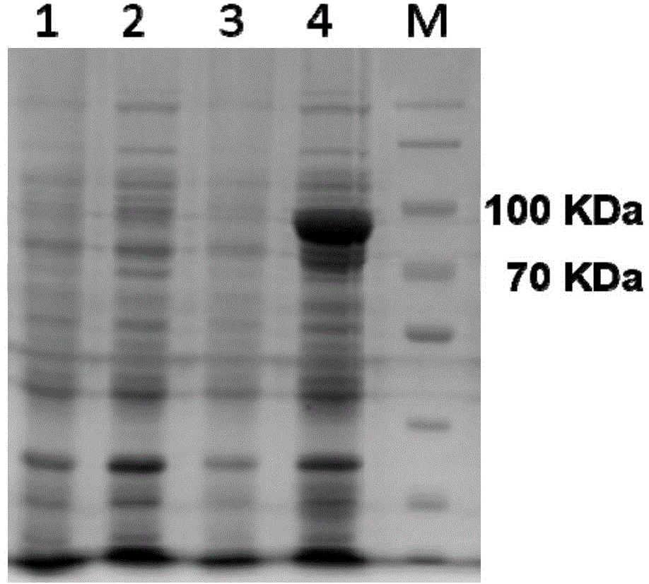 Ophiobolin compound mother nucleus synthetic gene AuOS and application thereof