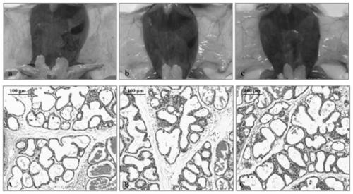 Method for establishing model of inhibiting mastitis in mice by Klebsiella pneumoniae phage
