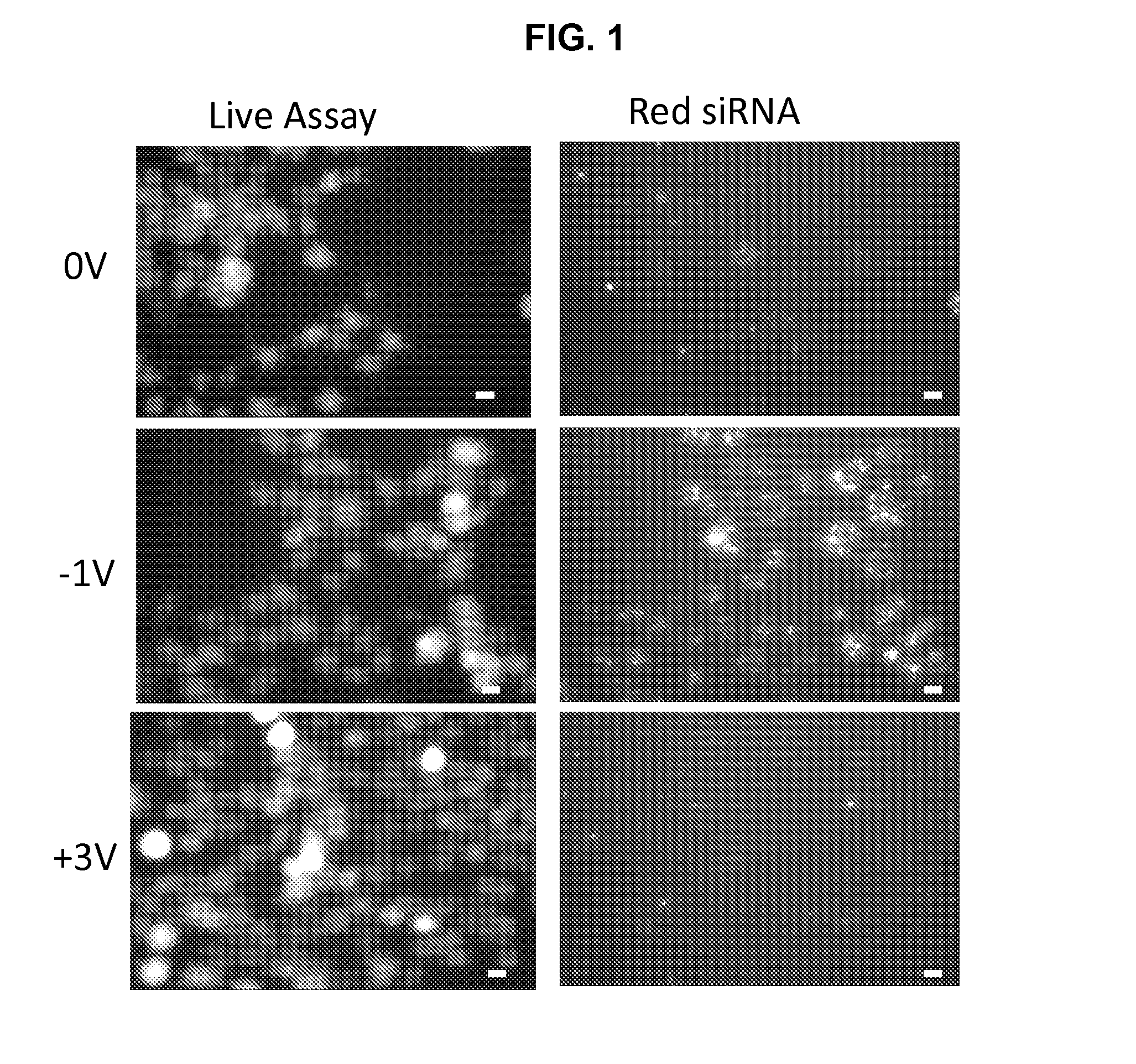 METHODS AND COMPOSITIONS FOR HIGH EFFICIENCY TRANSFECTION OF siRNA
