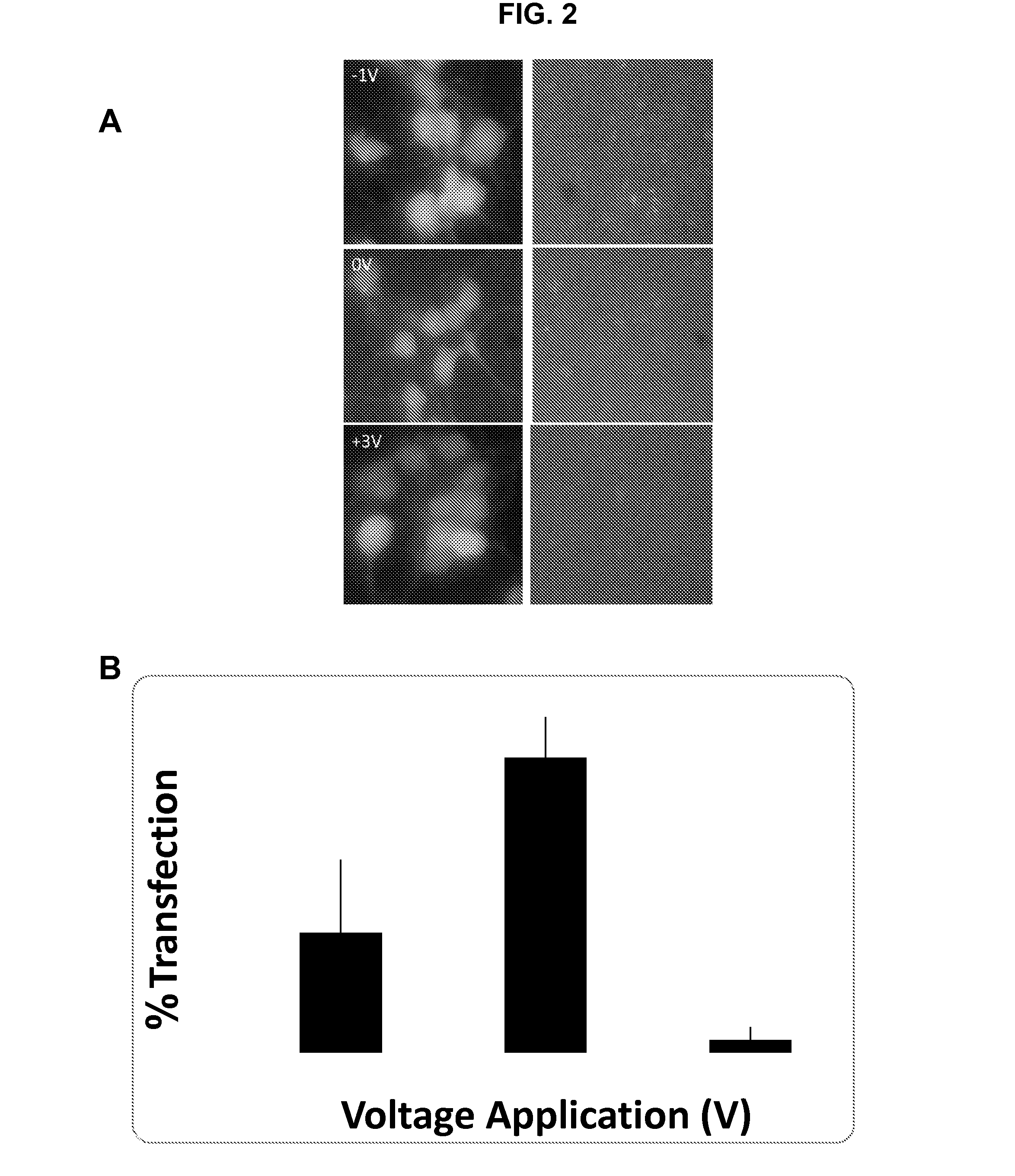 METHODS AND COMPOSITIONS FOR HIGH EFFICIENCY TRANSFECTION OF siRNA