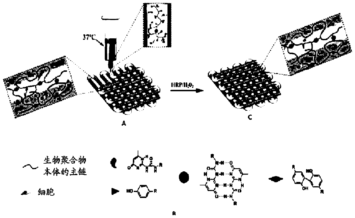 Modified biopolymer and use thereof in 3D printing