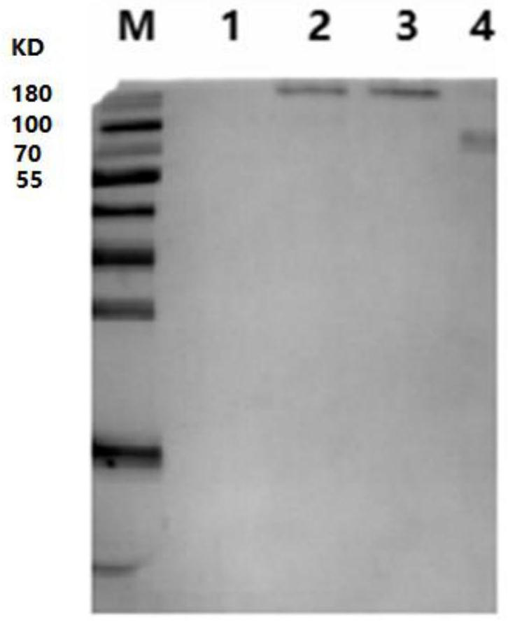 Varicella-zoster virus r-gE fusion protein, recombinant varicella-zoster vaccine and preparation method and application of varicella-zoster virus r-gE fusion protein and recombinant varicella-zoster vaccine