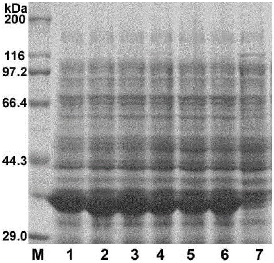 A kind of 3-dehydroquinic acid synthase mutant and its gene and application