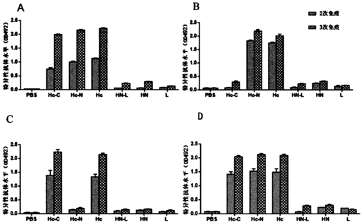 Preparation method and application of E type botulinum toxin recombinant HN-L antigen