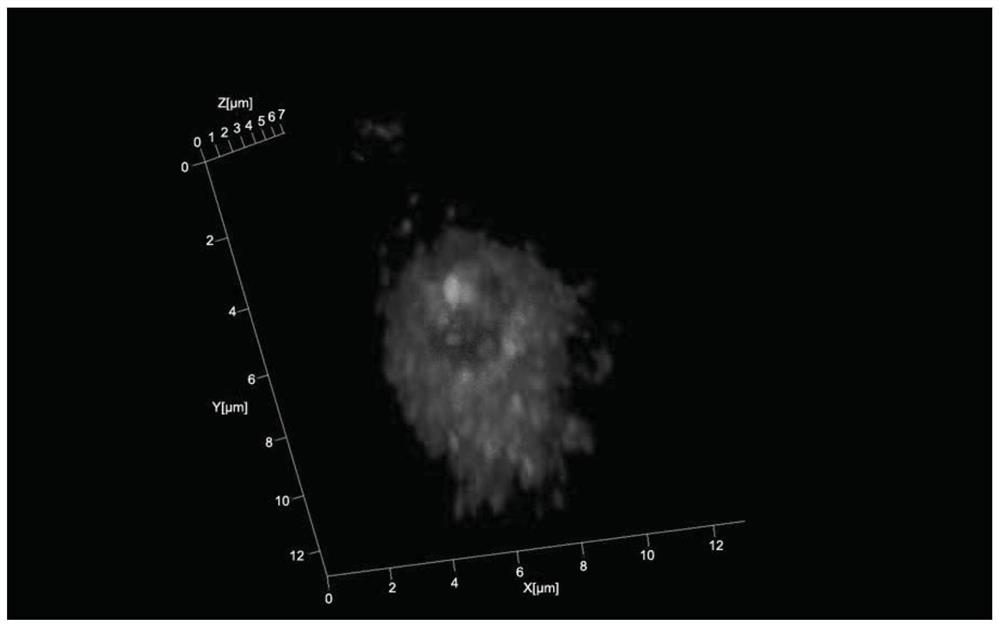 A 3D fluorescence in situ hybridization method of poplar root tips based on paraffin sections