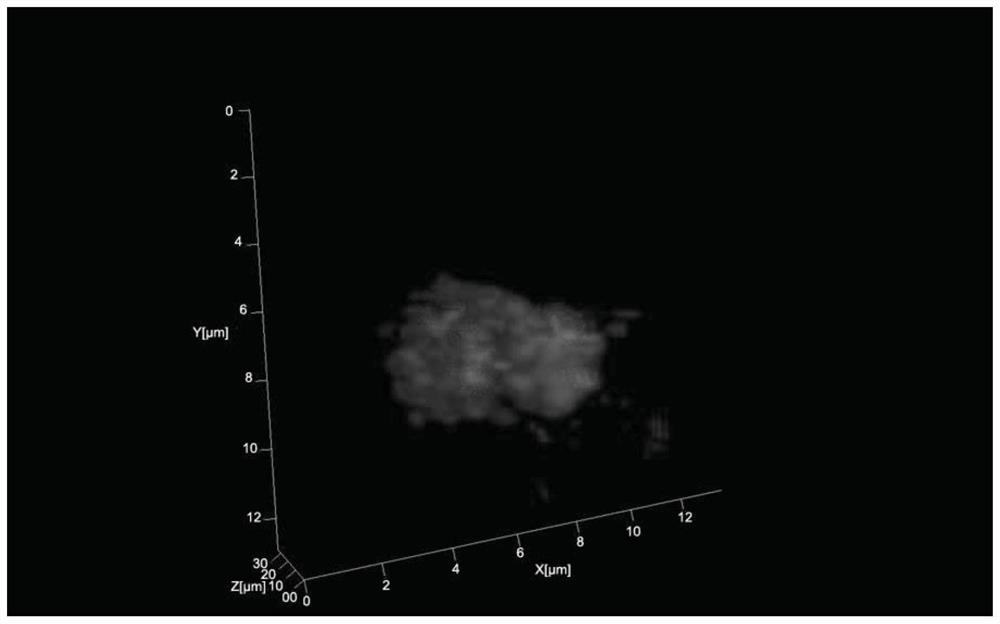 A 3D fluorescence in situ hybridization method of poplar root tips based on paraffin sections