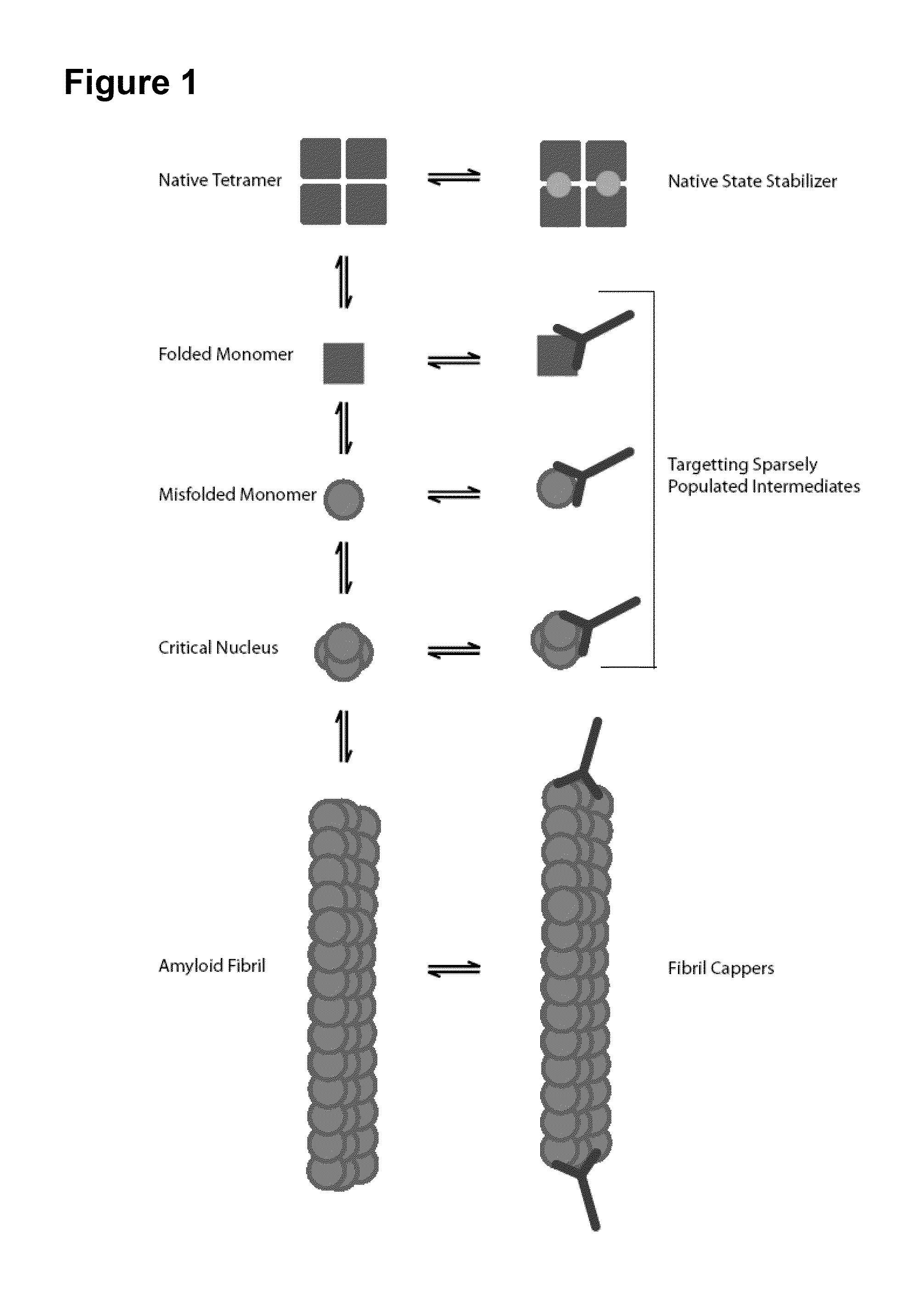 Antibodies to TTR and Methods of Use