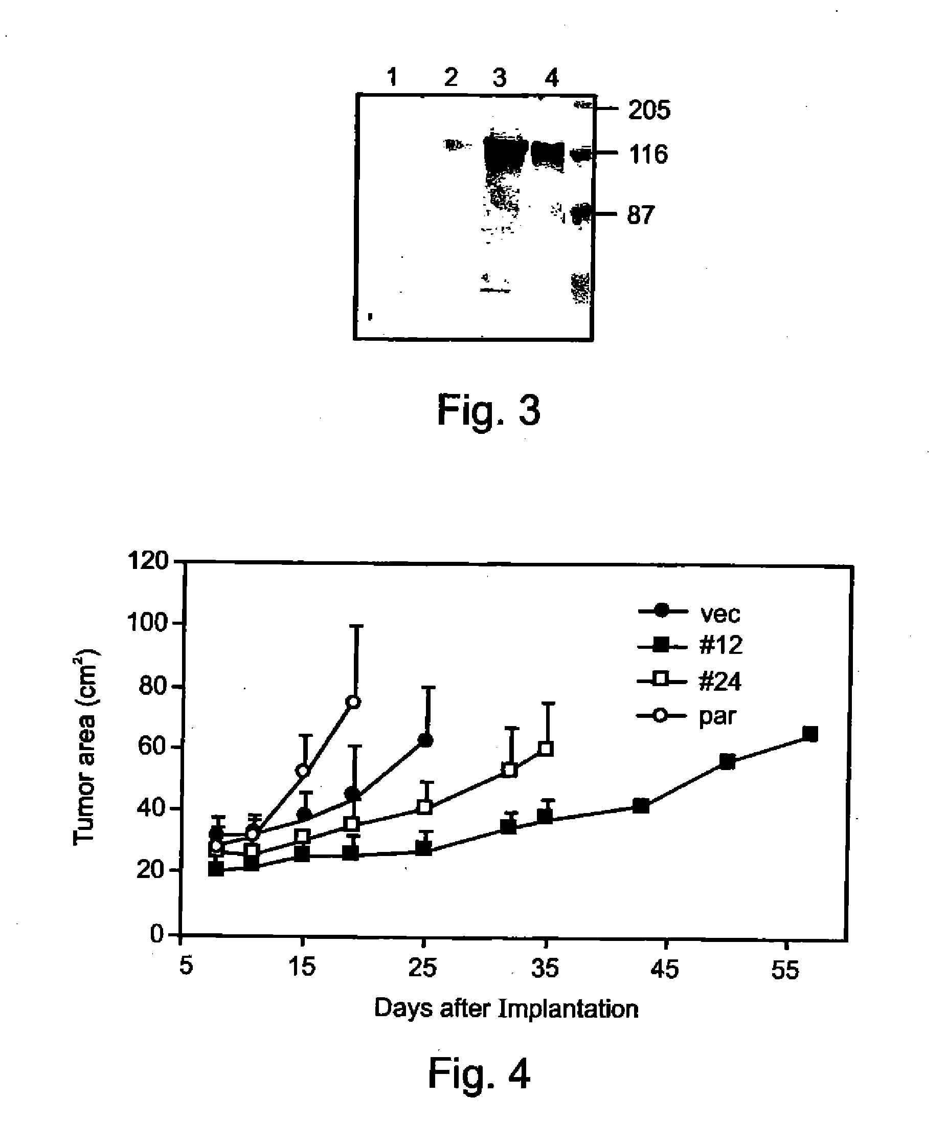 Pharmaceutical compositions and methods useful for modulating angiogenesis, inhibiting metastasis and tumor fibrosis, and assessing the malignancy of colon cancer tumors
