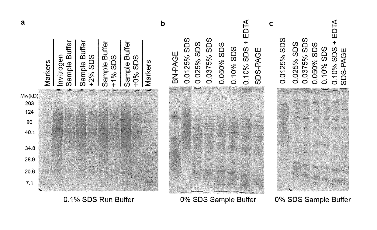 Native protein electrophoresis and methods of use