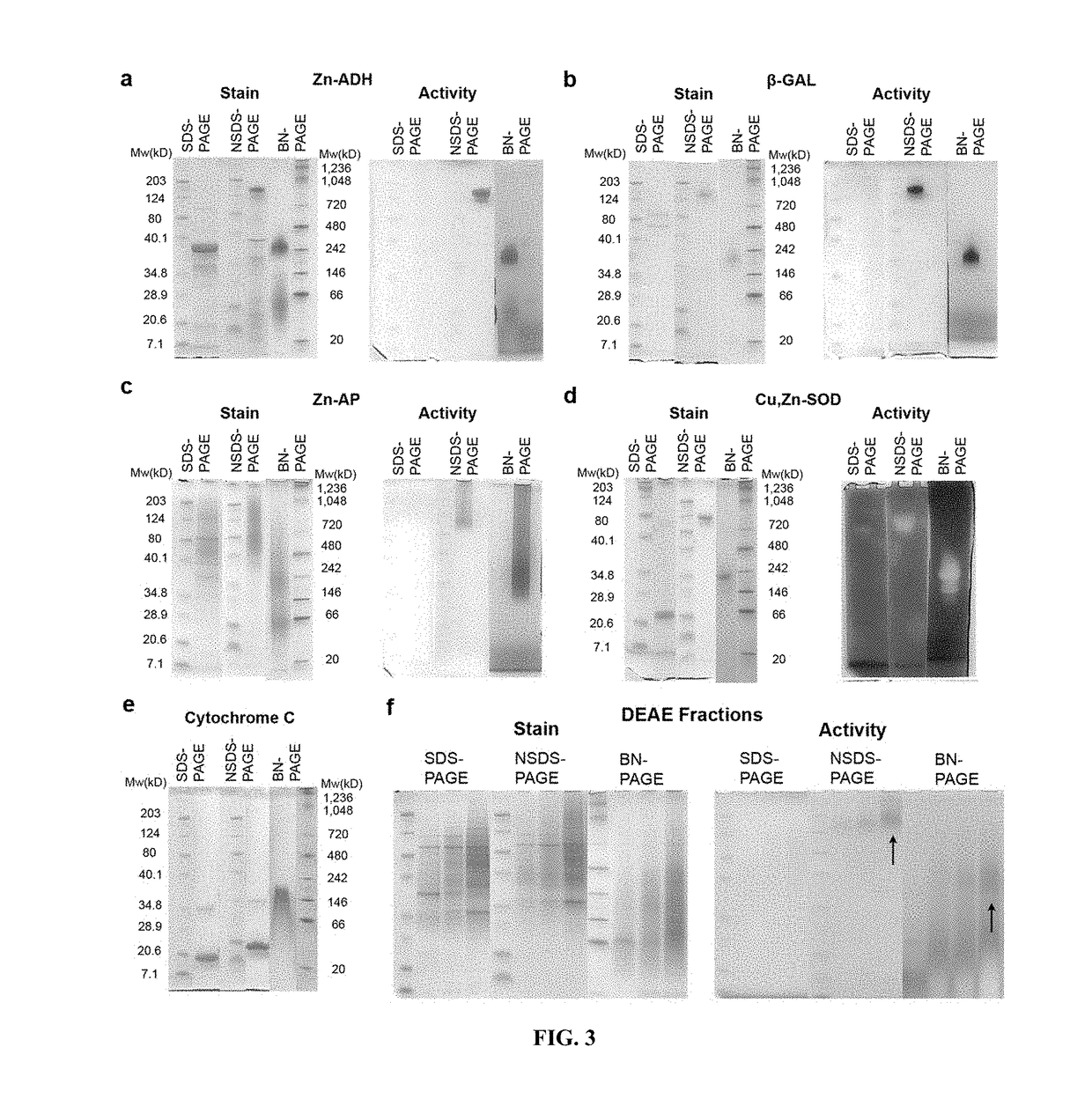 Native protein electrophoresis and methods of use