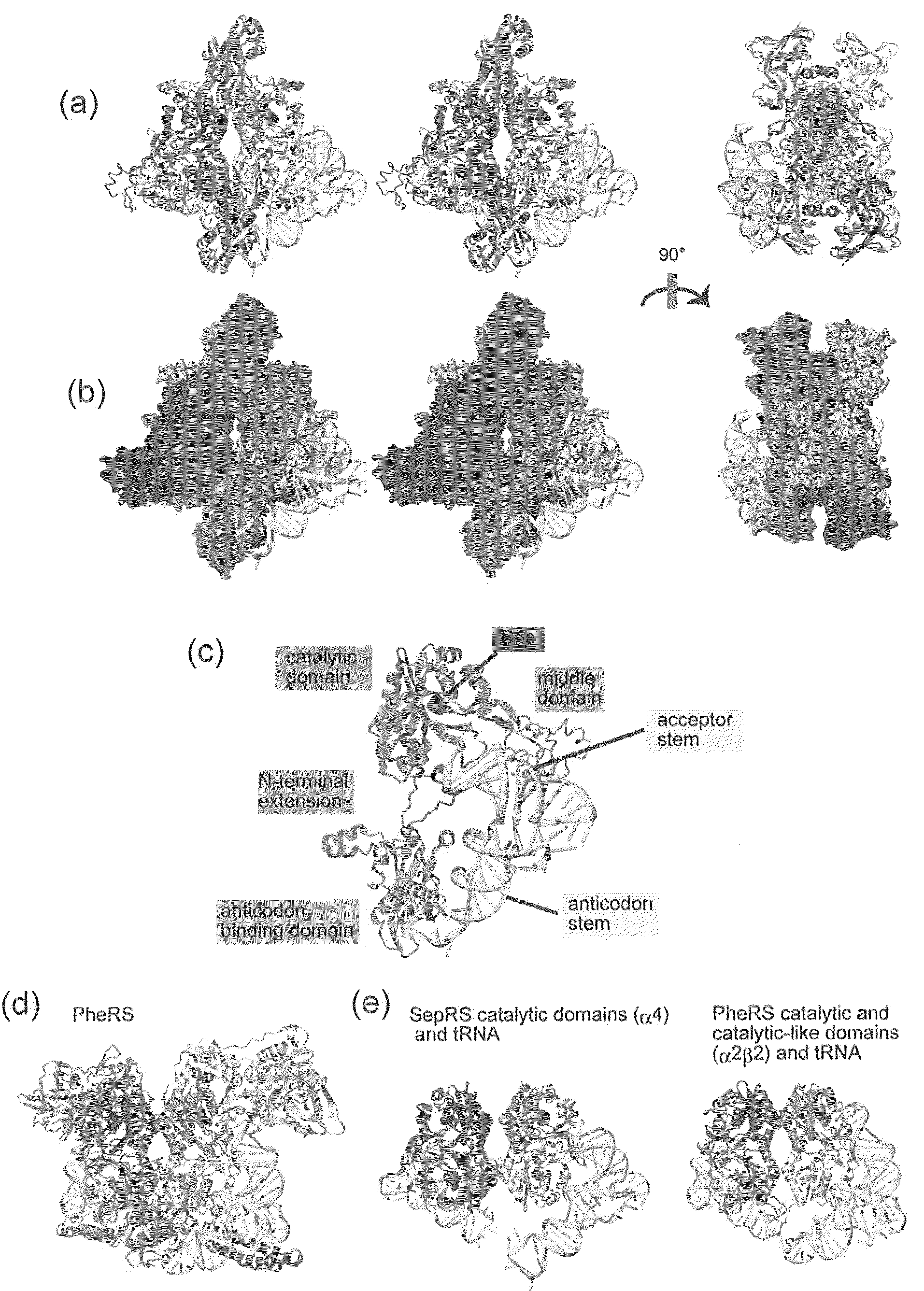 Mutant SepRS, and method for site-specific introduction of phosphoserine into protein using the same