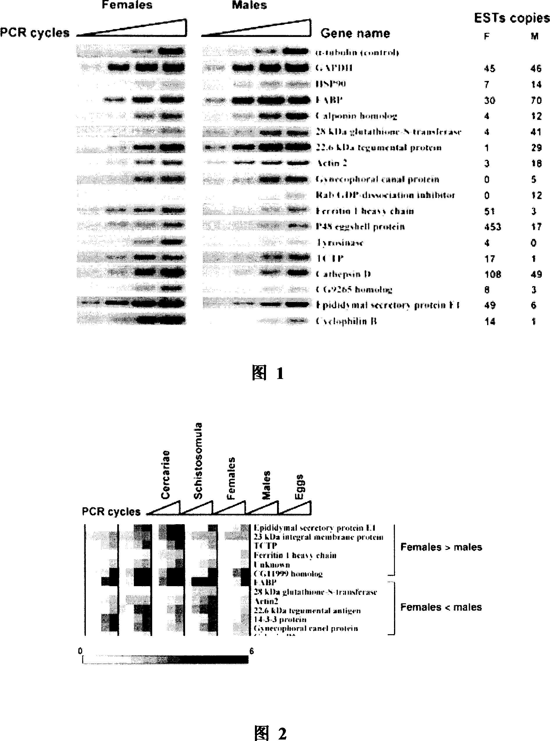 Specific protein gene and protein of female blood fluke and their application