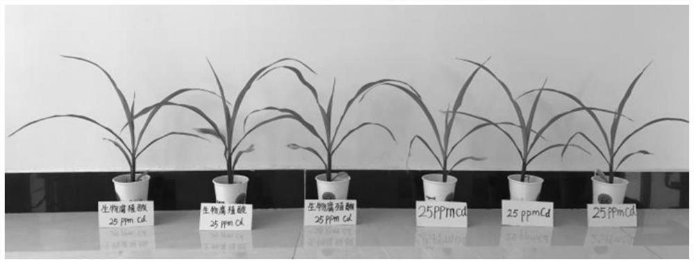 Basophilic Cupriavidus strain KY678 with functions of passivating heavy metal cadmium and promoting plant growth and application of basophilic Cupriavidus strain KY678