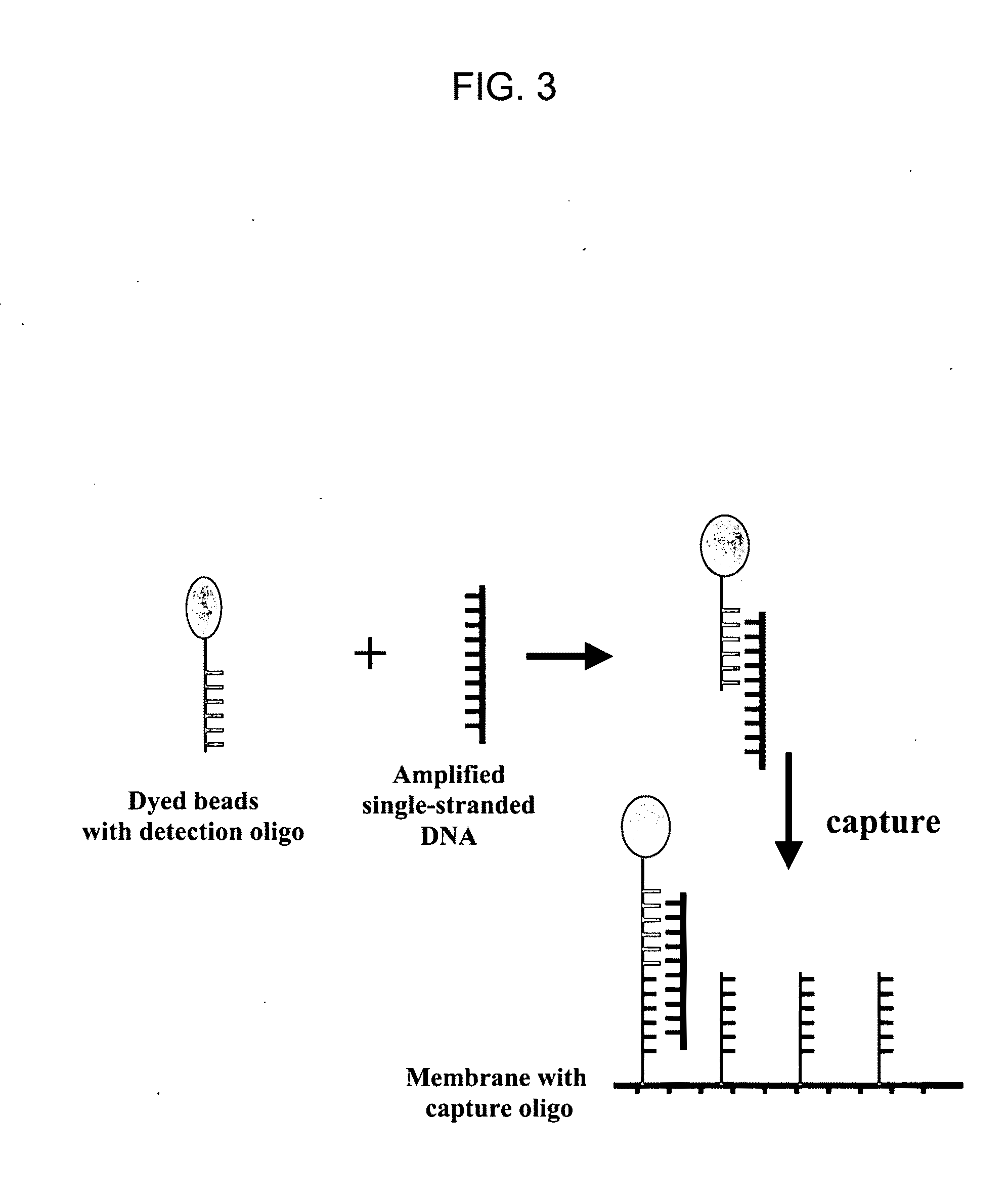 Nucleic Acid Detection System and Method for Detecting Influenza