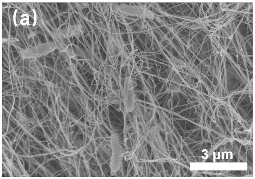 A method for purification and separation of bacterial cellulose