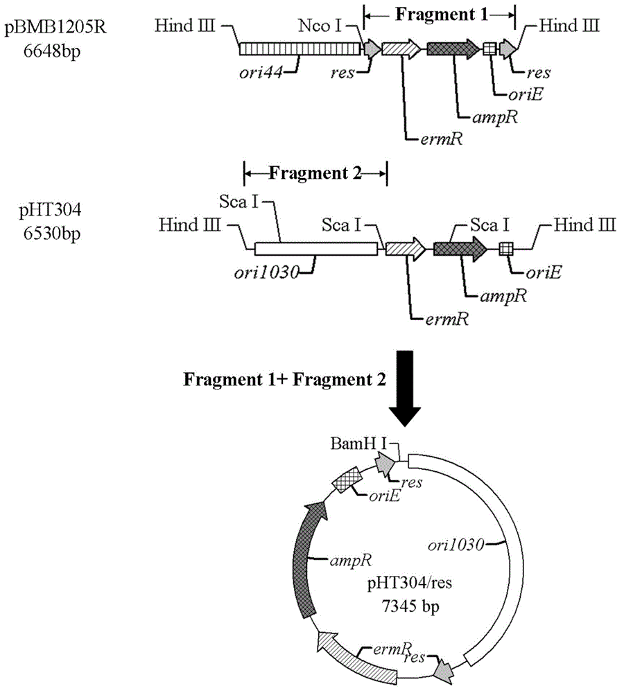 Bacillus thuringiensis engineering bacteria for killing coleopteran pests, preparation method and application thereof