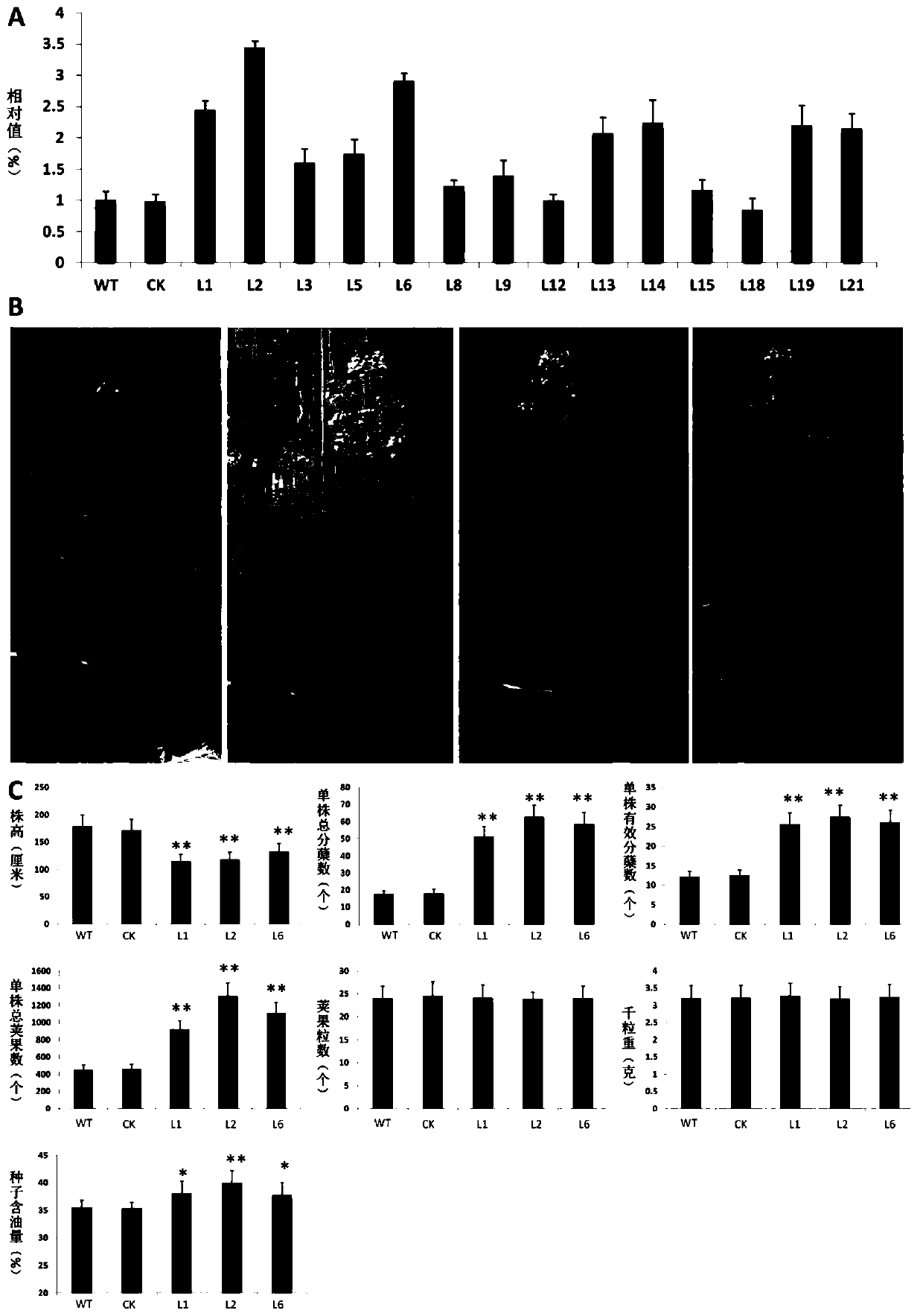 Identification and application of fatty acid transporter gene BnFAX6 for brassica napus