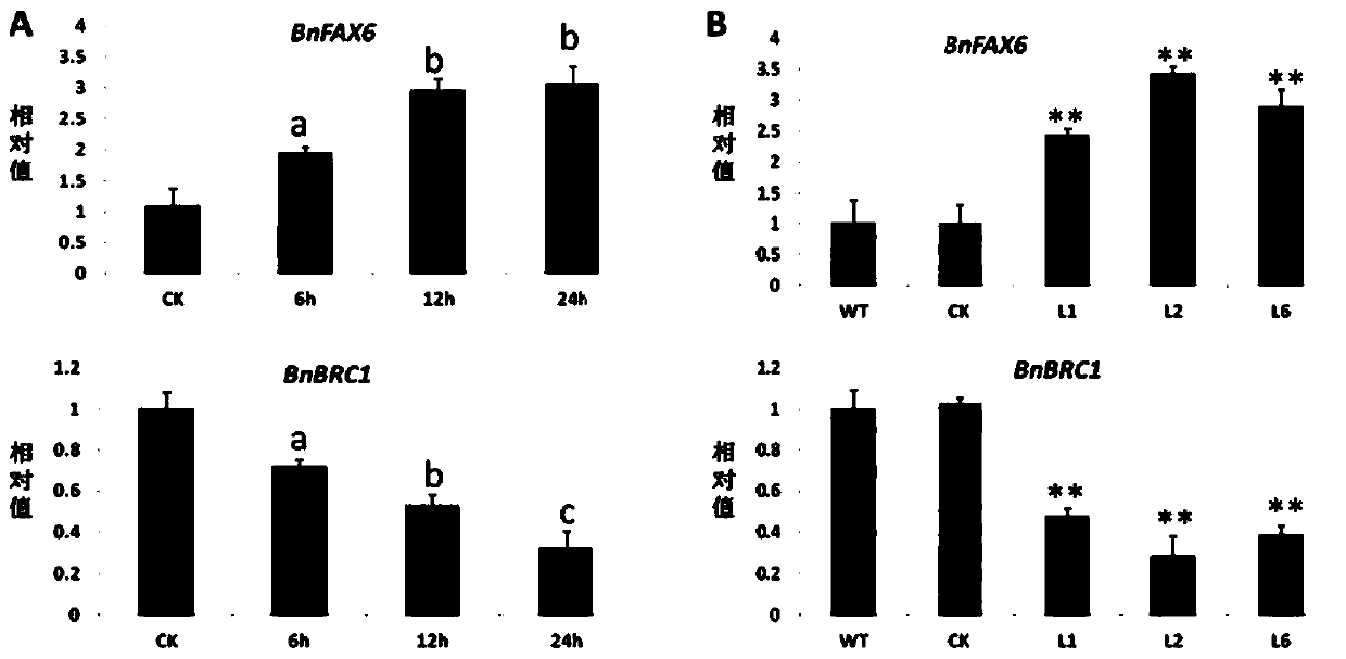 Identification and application of fatty acid transporter gene BnFAX6 for brassica napus