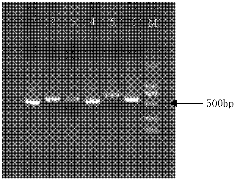 Characteristic nucleotide sequence, nucleic acid molecular probes and method for identifying Cordyceps guangdongensis